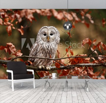 Picture of He lives in Europe and Asia on the Czech territory only occurs very rarely in the area of the Beskydy mountains and the Bohemian Forest and Bohemian Forest Strix uralensis 